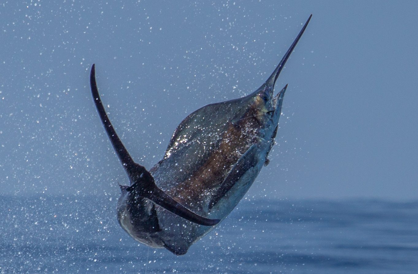 Kona Blue Marlin