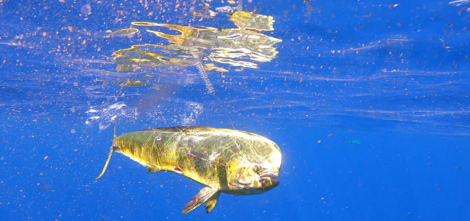 Kona Mahi Mahi