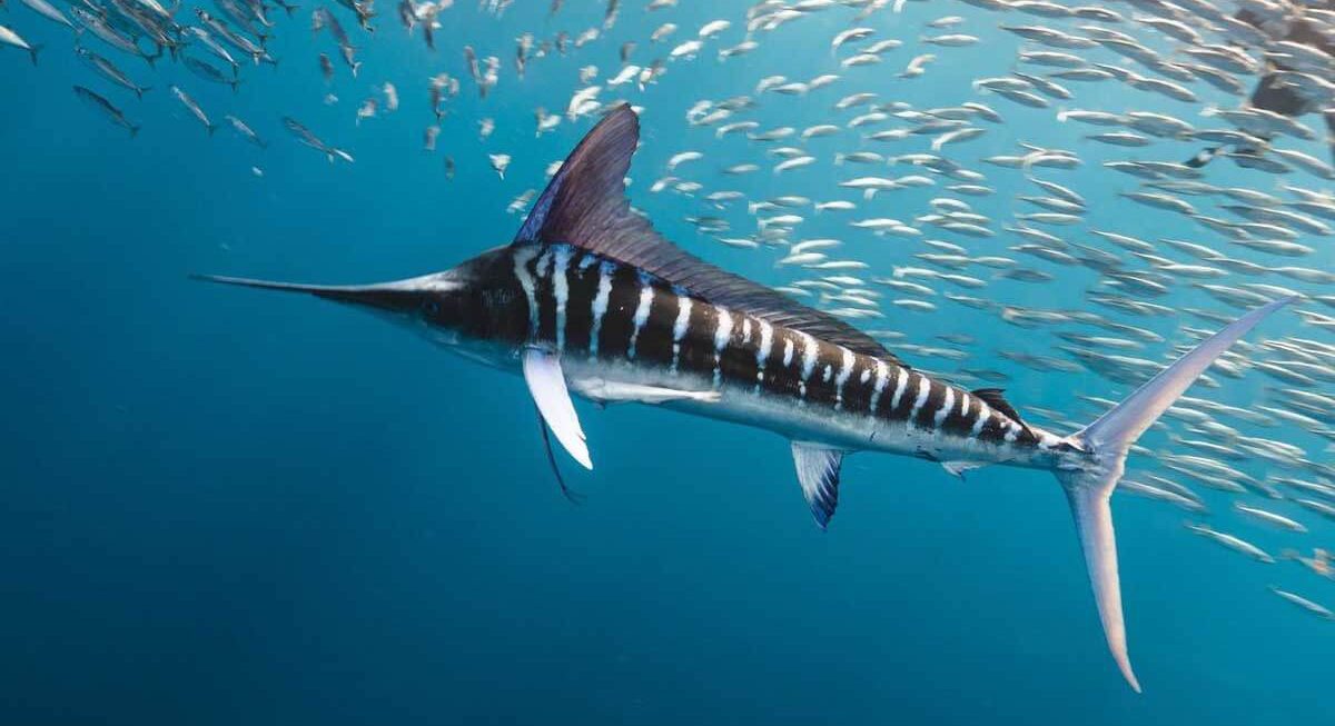 Kona Striped Marlin